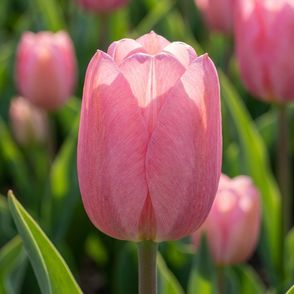 Tulipa 'Sweet Rosy' - Tulpe