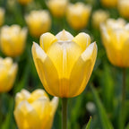 Tulpe 'Sweetheart' - 25 Stück