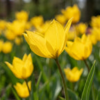 Tulpe 'Sylvestris' - 50 Stück - LumiBlumi