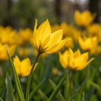 Tulpe 'Sylvestris' - 50 Stück - LumiBlumi