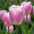 Tulpe 'Synaeda Amor' - 25 Stück