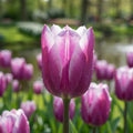 Tulipa 'Synaeda Blue' - Tulpe