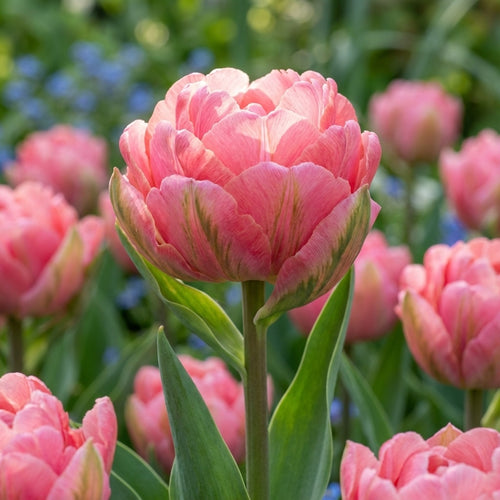 Tulpe 'Taiwan' - 24 Stück - LumiBlumi