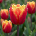 Tulpe 'Tiano' - 25 Stück