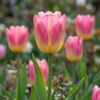 Tulpe 'Tom Pouce' - 15 Stück - LumiBlumi