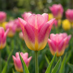 Tulpe 'Tom Pouce' - 15 Stück - LumiBlumi
