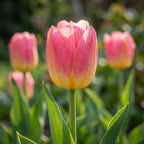 Tulpe 'Tom Pouce' - 15 Stück - LumiBlumi