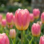 Tulpe 'Tom Pouce' - 15 Stück - LumiBlumi
