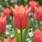 Tulpe 'Toronto' - 25 Stück - LumiBlumi