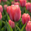 Tulpe 'Toronto' - 25 Stück - LumiBlumi