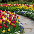 Tulpe 'Triumph Mischung' - 25 Stück - LumiBlumi