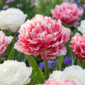 Tulpe 'Snow Crystal & Cool Crystal Mischung' - 10 Stück