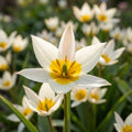 Tulpe 'Turkestanica' - 50 Stück