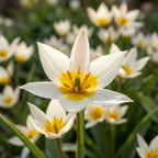 Tulpe 'Turkestanica' - 50 Stück