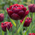 Tulpe 'Uncle Tom' - 20 Stück - LumiBlumi
