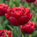Tulpe 'Uncle Tom' - 20 Stück - LumiBlumi