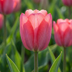 Tulpe 'Van Eijk' - 25 Stück - LumiBlumi