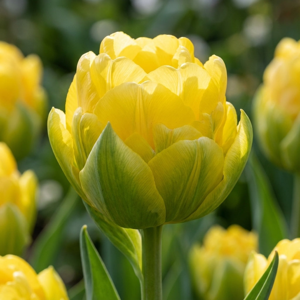 Tulpe 'Vanilla Coup' - 25 Stück - LumiBlumi