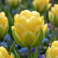 Tulpe 'Vanilla Coup' - 25 Stück - LumiBlumi
