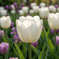 Tulpe 'White Dream & Negrita Mischung' - 20 Stück - LumiBlumi