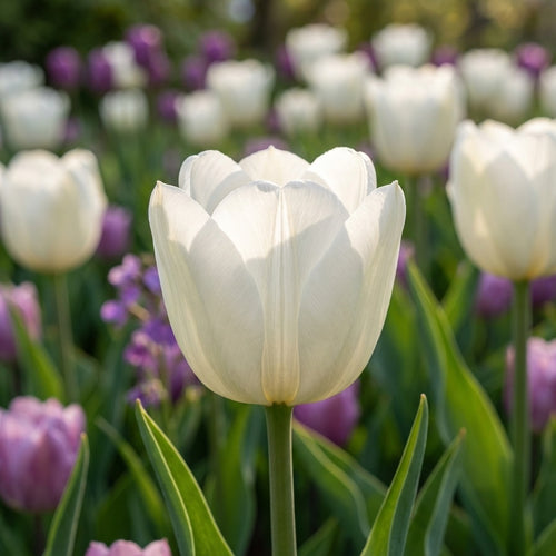 Tulpe 'White Dream & Negrita Mischung' - 20 Stück - LumiBlumi
