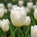 Tulipa 'White Flag' - Tulpe - LumiBlumi