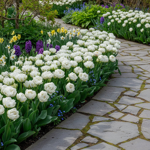 Tulpe 'White Mountain' - 15 Stück - LumiBlumi