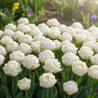 Tulpe 'White Mountain' - 15 Stück