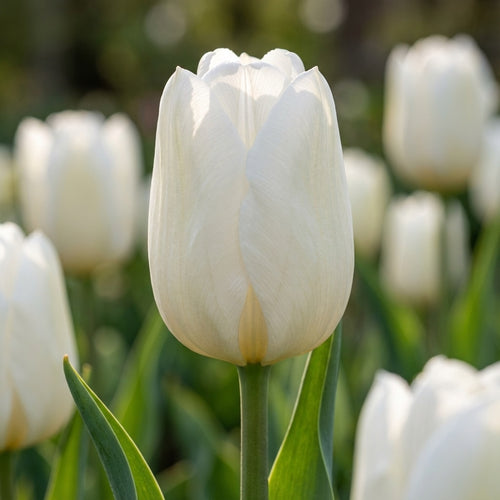 Tulpe 'White Prince' - 25 Stück - LumiBlumi