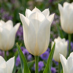 Tulipa 'White Triumphator' - Tulpe