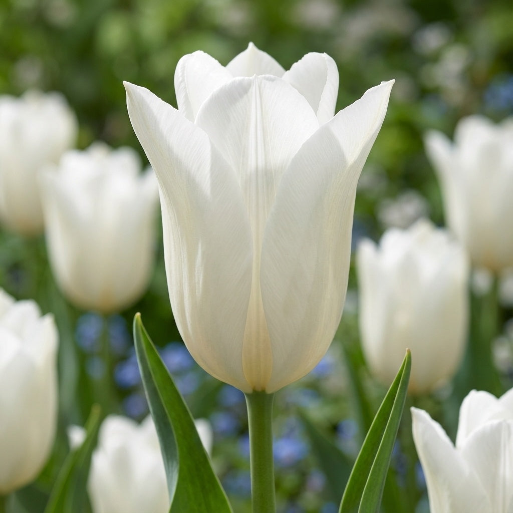 Tulipa 'White Triumphator' - Tulpe