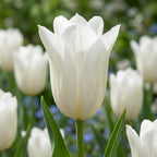 Tulipa 'White Triumphator' - Tulpe