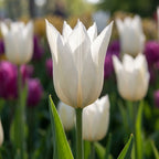 Tulipa 'White Triumphator' - Tulpe