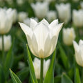 Tulipa 'White Triumphator' - Tulpe