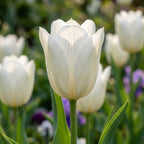Tulipa 'White Triumphator' - Tulpe