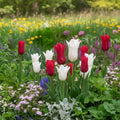 Tulipa 'White Triumphator & Red Shine Mischung' - Tulpe