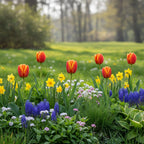 Tulpe 'Worlds Favourite' - 20 Stück - LumiBlumi