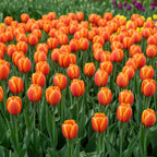 Tulpe 'Worlds Favourite' - 20 Stück - LumiBlumi