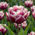 Tulpe 'Wyndham' - 20 Stück - LumiBlumi