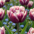 Tulpe 'Wyndham' - 20 Stück - LumiBlumi
