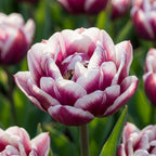 Tulpe 'Wyndham' - 20 Stück - LumiBlumi