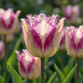 Tulpe 'Yasmine' - 20 Stück