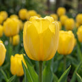 Tulpe 'Yellow Angel' - 25 Stück