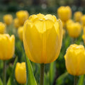 Tulipa 'Yellow Baby' - Tulpe - LumiBlumi