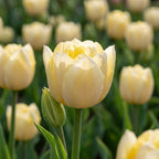Tulipa 'Yellow Mountain' - Tulpe