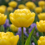Tulpe 'Yellow Pomponette' - 20 Stück - LumiBlumi