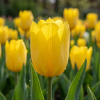 Tulipa 'Yellow Purissima' - Tulpe - LumiBlumi
