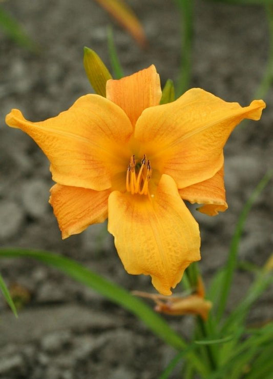 Taglilien Hemerocallis valiant