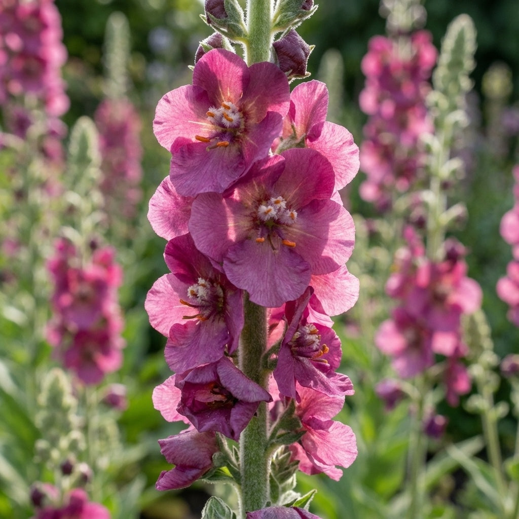 Verbascum 'Cherry Helen' - Königskerze, Wollkraut - LumiBlumi