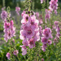 Verbascum 'Pink Domino' - Königskerze, Wollkraut - LumiBlumi